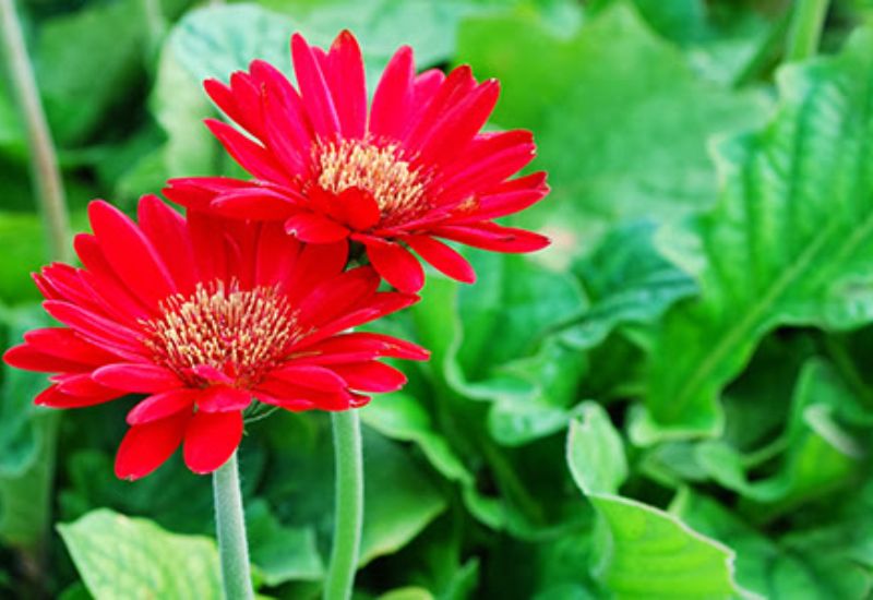 Những đặc điểm nổi bật của hoa đồng tiền