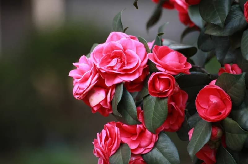 Đặc điểm nổi bật của loài hoa hải đường