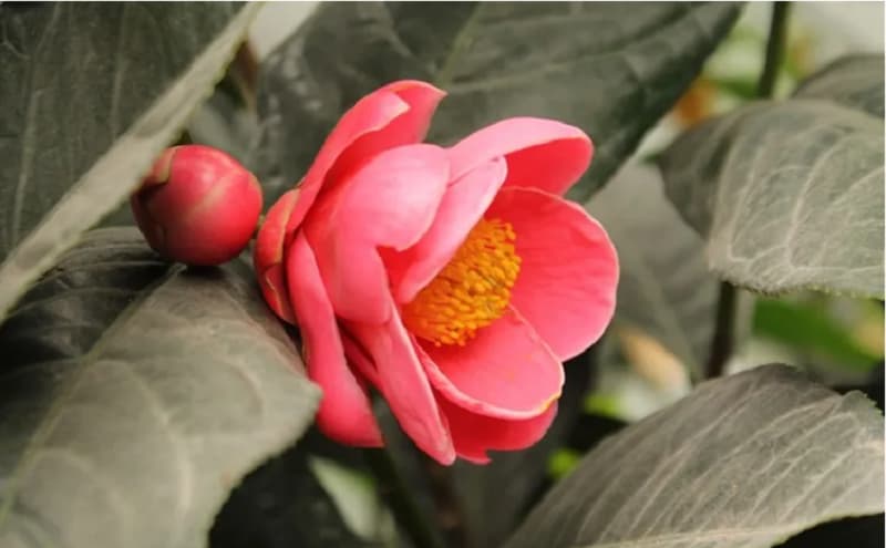 Khám phá ý nghĩa phong thủy của loài hoa hải đường