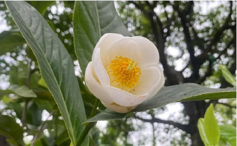 Hướng dẫn cách trồng, chăm sóc hoa hải đường phát triển xanh tốt