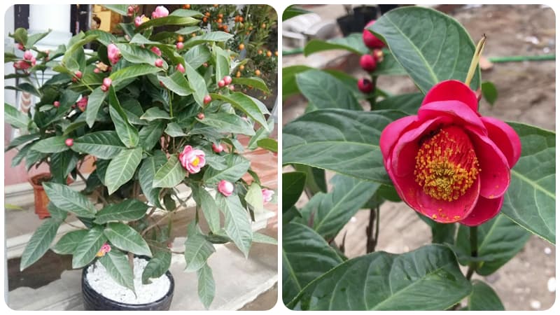 Về cách chăm sóc cây hoa hải đường