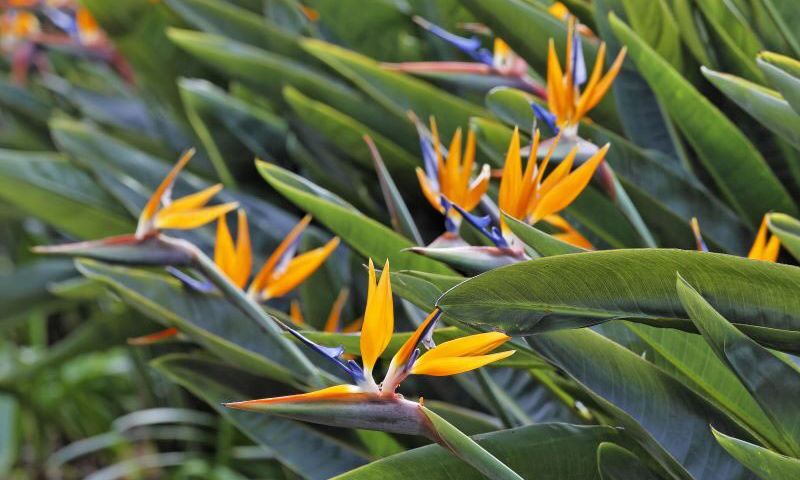 Hoa Thiên Điểu với vẻ đẹp ấn tượng