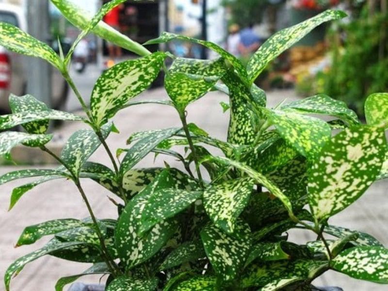 Hướng dẫn các cách trồng và chăm sóc cây Trúc Nhật