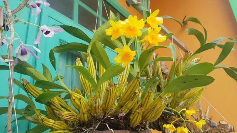 Tìm hiểu tổng quan về loài lan sơn thủy tiên