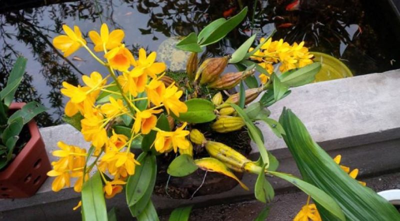 Lan thủy tiên vàng