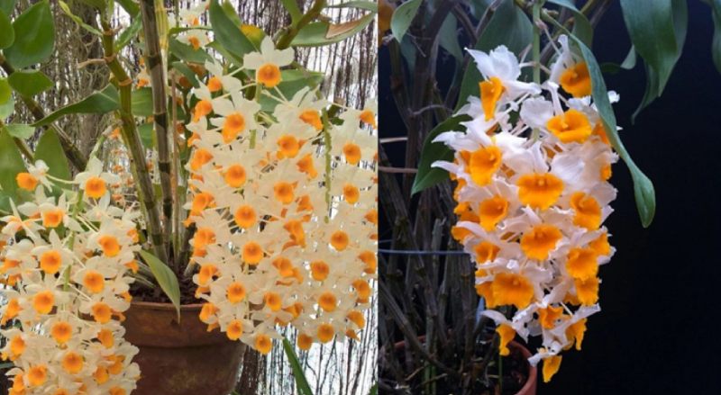 Ý nghĩa phong thủy và cách bày trí hoa trong nhà