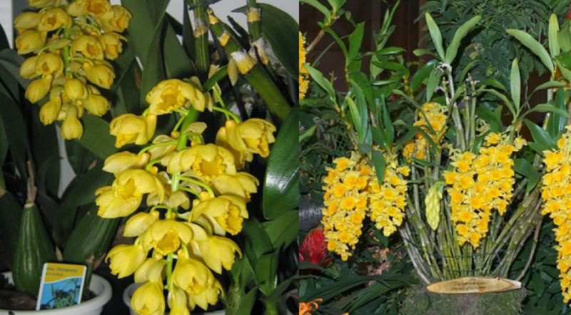 Hướng dẫn trồng và chăm sóc hoa lan sơn thủy tiên tại nhà