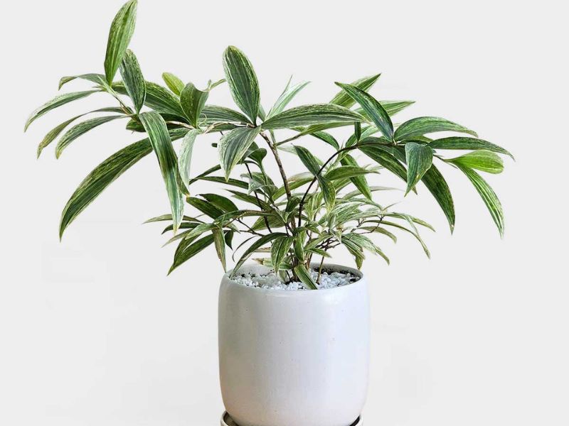 Linh khí của cây Trúc Nhật hợp với những mệnh gì?