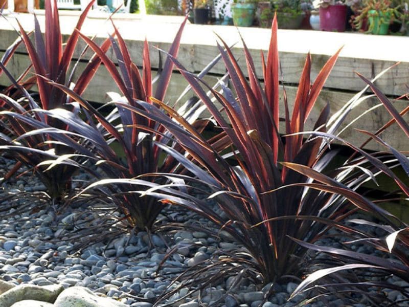 Lợi ích phong thủy của việc trồng Ánh Dương