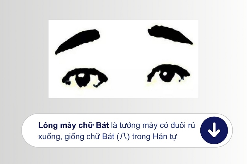 Phần đuôi của lông mày thường rủ xuống, tạo thành một đường cong nhẹ