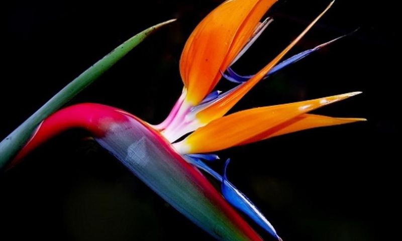 Màu sắc đa dạng của một bông hoa thiên điểu