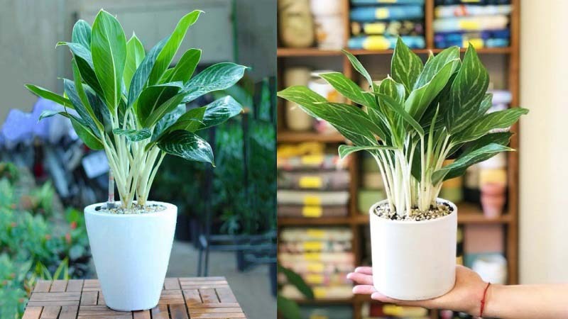 Top 8+ cây phong thuỷ cho người hợp mệnh Kim