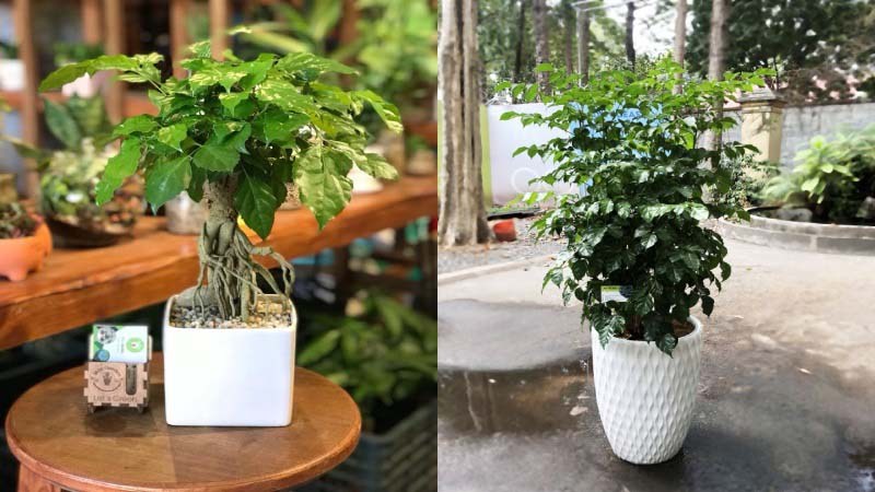 Cây Hạnh Phúc