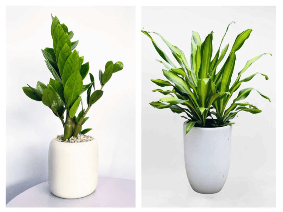 Hãy trồng cây xanh hợp với mệnh Kim