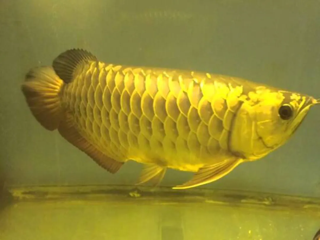 Nuôi 1 con phù hợp với bản chất mạnh mẽ của Kim