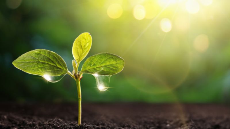 Mệnh Mộc cần Thủy để có thể phát triển mạnh mẽ và rực rỡ nhất