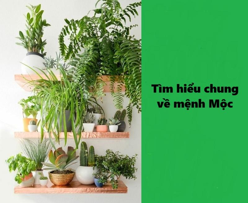 Giải đáp cho câu hỏi mệnh Mộc hợp cây gì