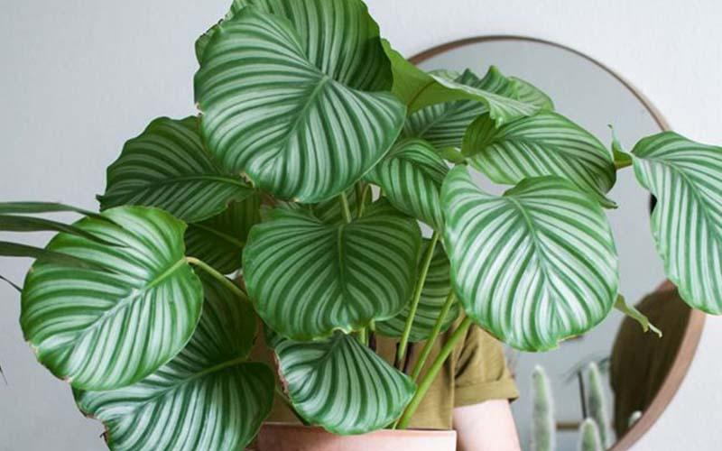 Cây công đuôi xanh giúp người mệnh Mộc gặp nhiều may mắn