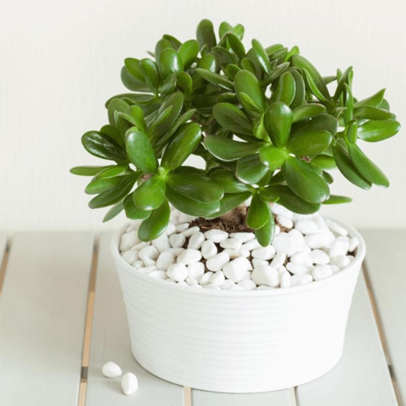 Cây ngọc bích vô cùng tươi xanh