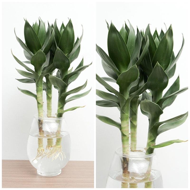 Cây phát tài mang lại may mắn về tiền bạc