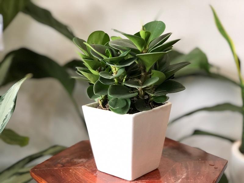 Cây Trường Sinh với sức sống bền bỉ