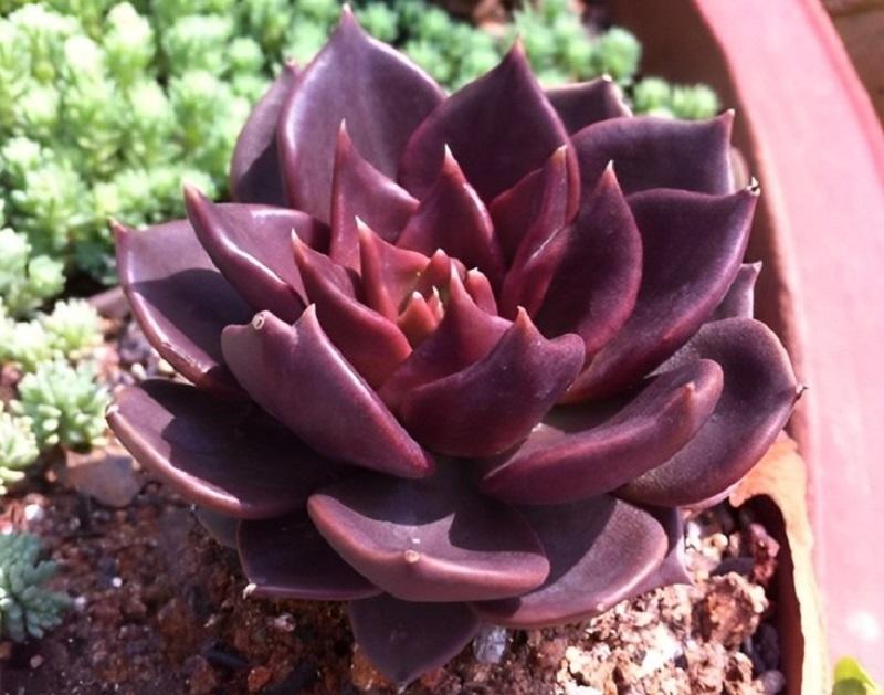 Cây Sen đá nâu nhỏ nhắn