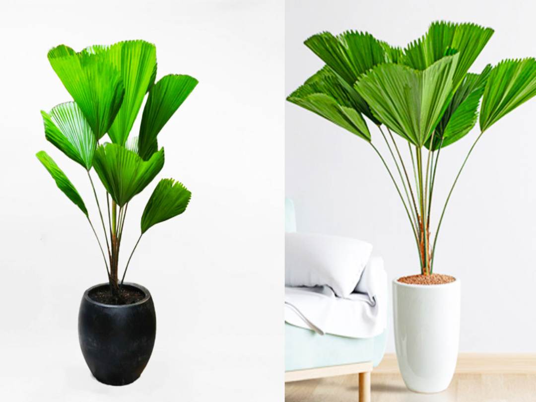 Cây Cọ Nhật (Rhapis Excelsa)