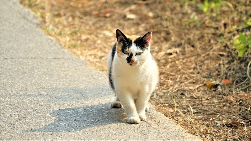 Tại sao nhiều người quan tâm đến việc mèo đến nhà?