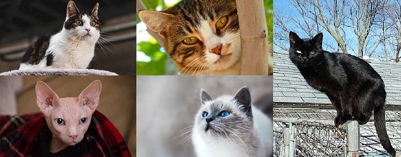 Mèo vào nhà là điềm báo trước sẽ xảy ra điều gì?