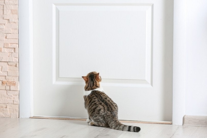 Các cách xua đuổi mèo lạ tránh mang điều không may đến nhà