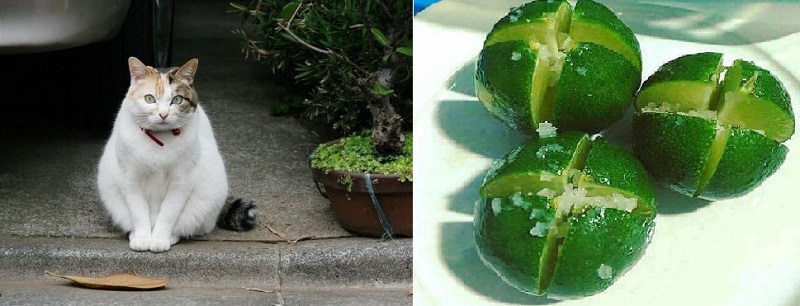 Những điều nên làm khi mèo đến nhà và mang điều xấu