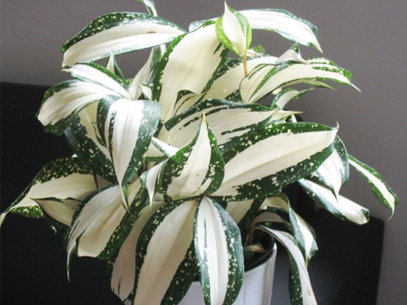 Ý nghĩa phong thủy mà cây Trúc Nhật mang lại