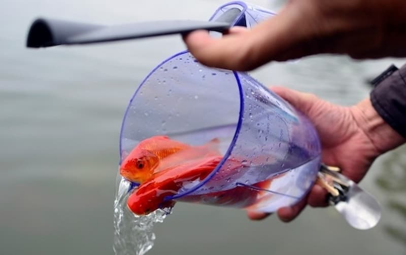 Nghi thức, nghi lễ phóng sinh có thể bạn chưa biết