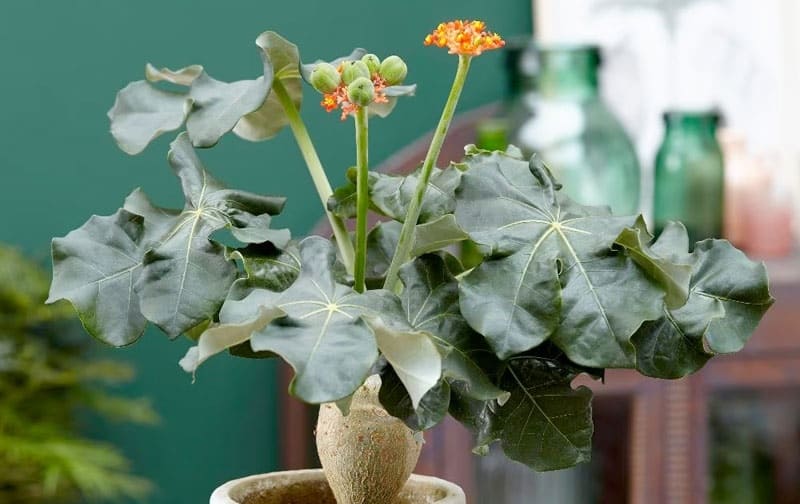 Đặt cây ở vị trí trung tâm hoặc góc phòng khách sẽ giúp cân bằng năng lượng âm dương