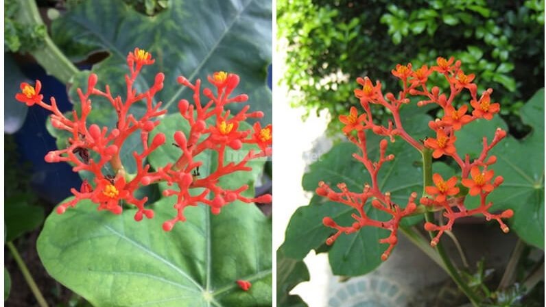 Người mệnh Mộc trồng ngô đồng sẽ giúp tăng cường bản mệnh