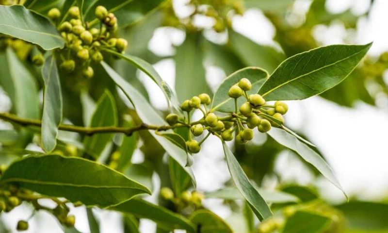 Nguyệt Quế có nhiều chủng loại, phù hợp với mệnh Mộc