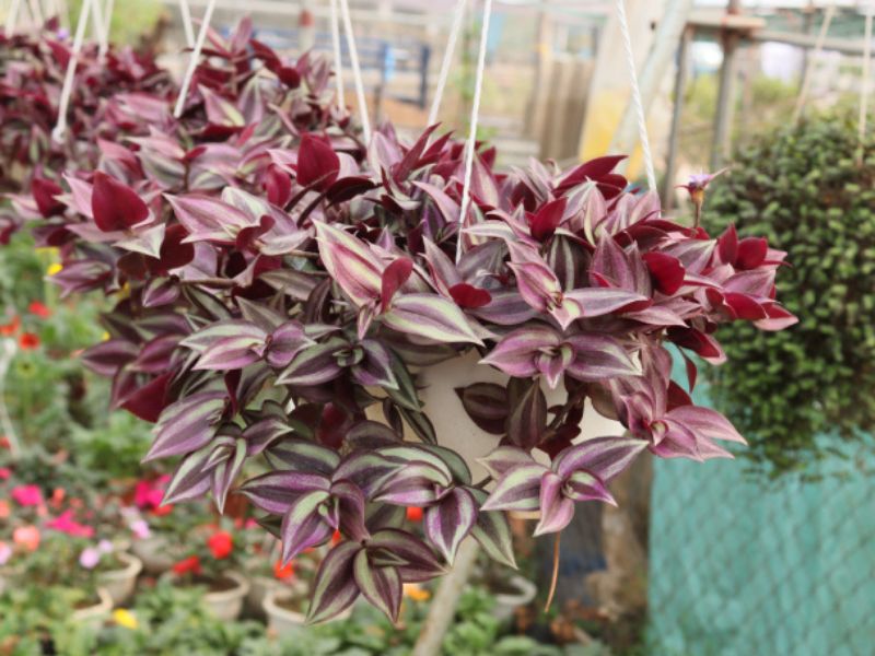 Những đặc điểm nổi bật có ở thài lài tía