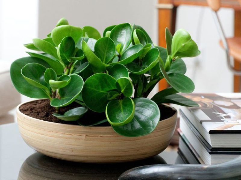 Những điều cần lưu tâm khi chọn cây cho người sinh năm Mão