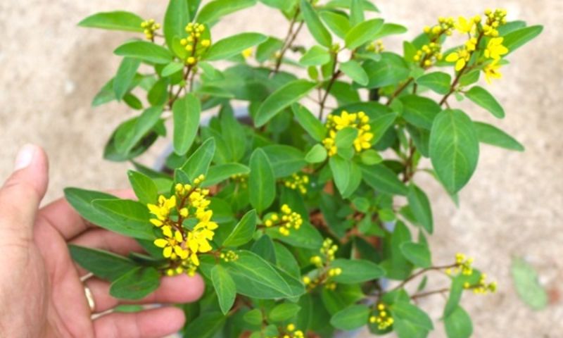 Những mệnh hợp với cây hoa kim đồng