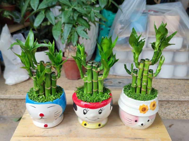 Những người mệnh nào nên trồng trúc phát tài?