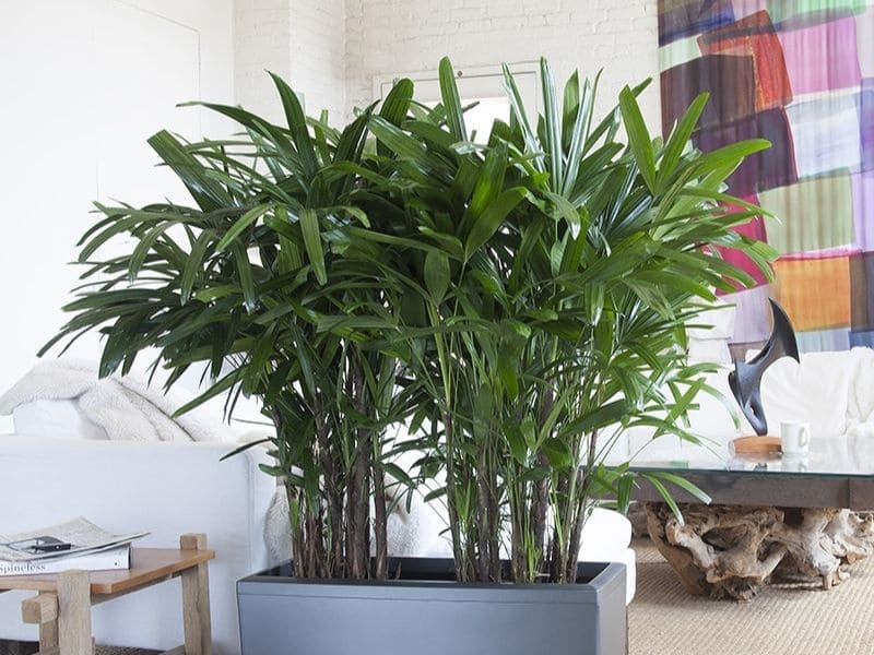 Công dụng của loài cây Trúc Nhật trong đời sống