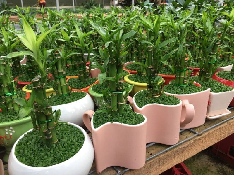 Cây trúc phát tài có những công dụng gì?