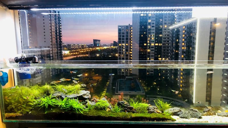 Nuôi cá phong thủy với người mệnh Hỏa