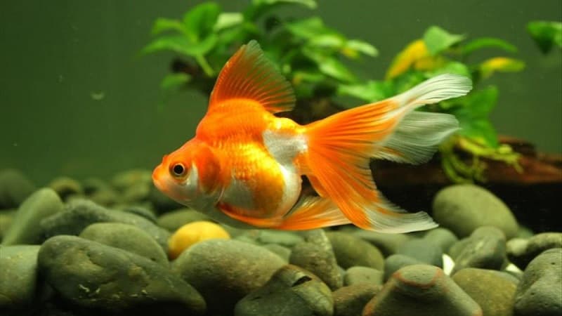 Nuôi cá phong thủy theo tuổi Tý