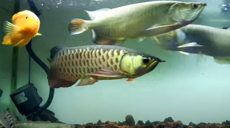 Nuôi cá phong thủy theo tuổi Thân