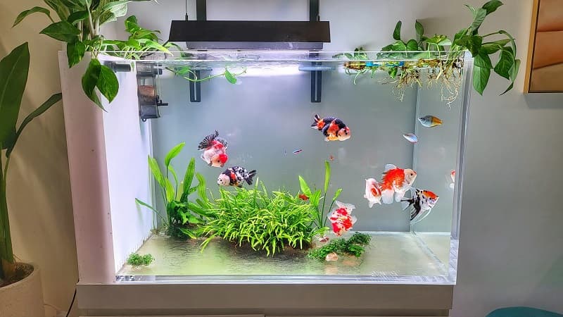 Vị trí và hướng đặt bể cá cảnh trong nhà/văn phòng