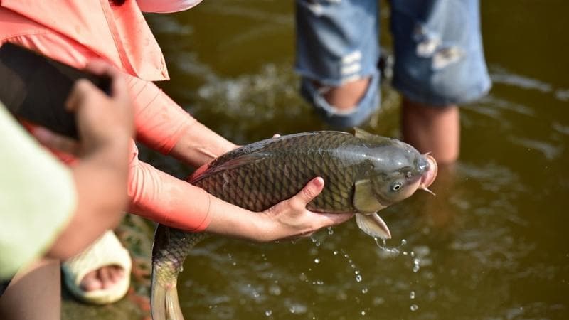 Phóng sanh là gì?