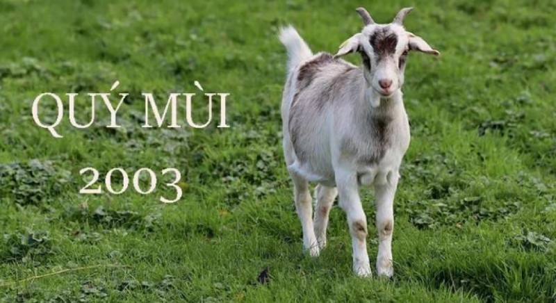 Người sinh năm 2003 tuổi gì?