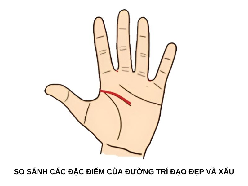 So sánh các đặc điểm của đường trí đạo đẹp và xấu