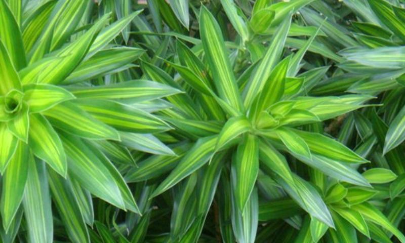 Tác dụng tuyệt vời của Trúc Bách Nhật